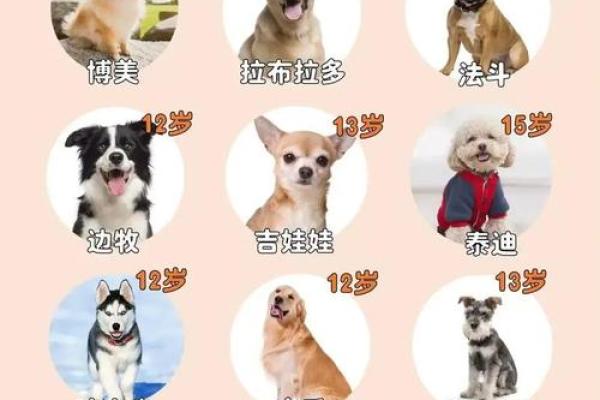 八字合狗是
