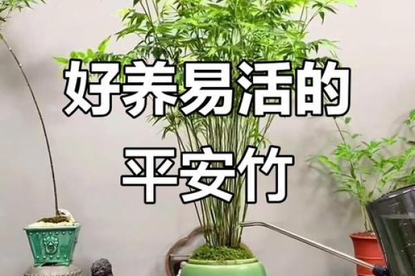 平安竹的风水作用