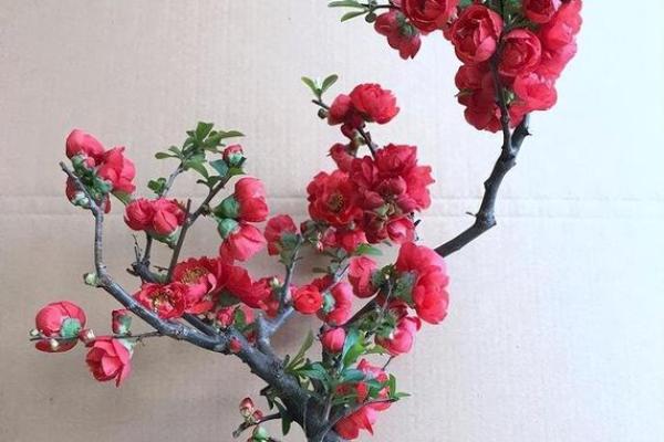 海棠花风水_家里养海棠花好吗