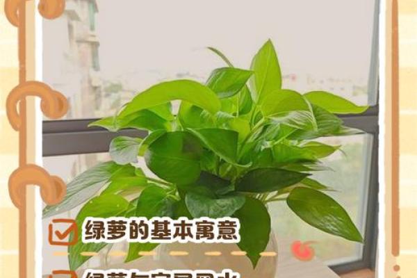 养绿萝风水