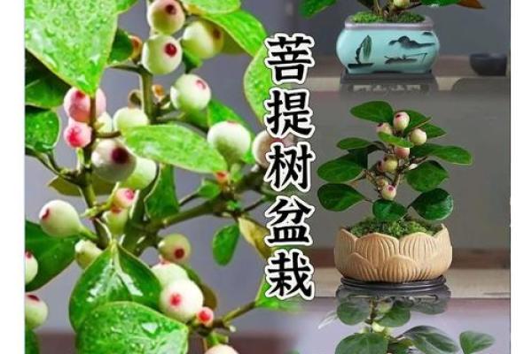 菩提树与家的风水