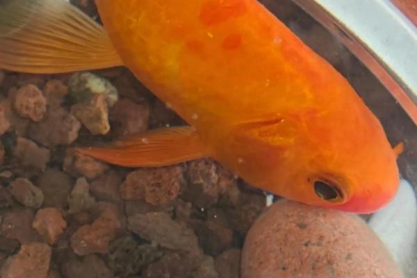 锦鲤风水_锦鲤养13条是什么意思