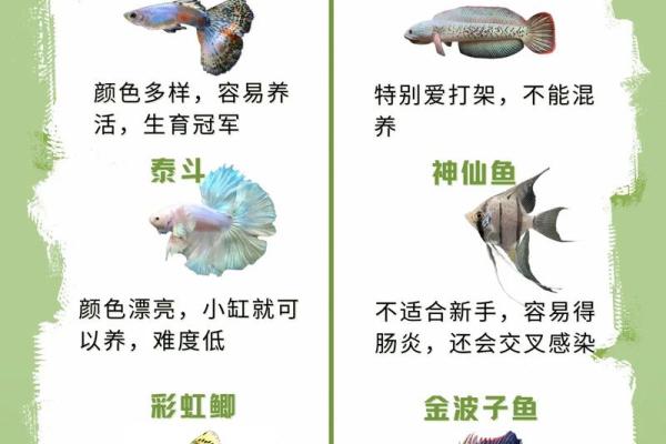 养鱼养几条好-千万注意条数对风水也有大影响