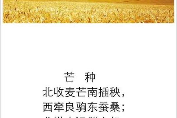 芒种前出生好还是芒种后 2024年芒种出生人的八字
