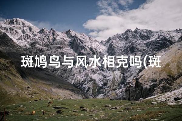 斑鸠的风水作用