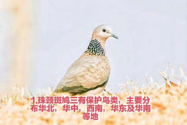 斑鸠的风水作用