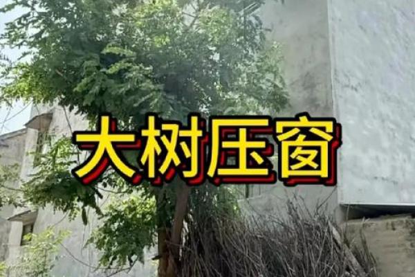 风水房子上长树