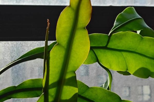 风水讲究，家里面养昙花好不好
