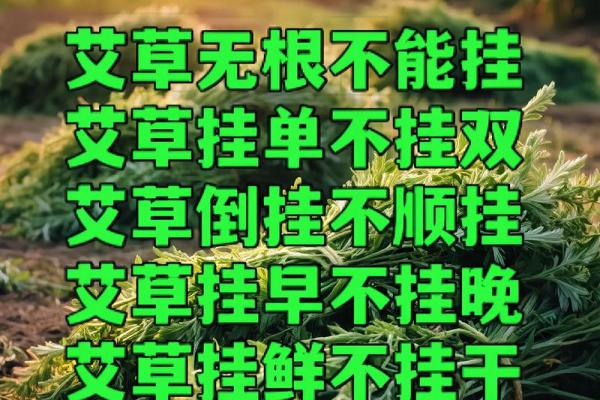 为什么艾草不能送人有什么风水说法