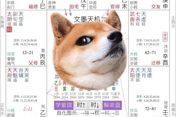 紫薇斗数看命运