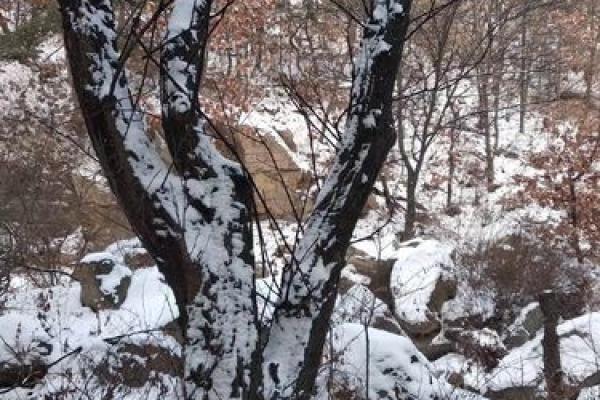 野狗山算命