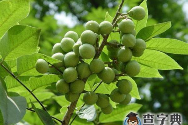 印度算命