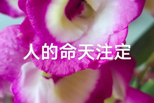 什么样的八字注定能成大事